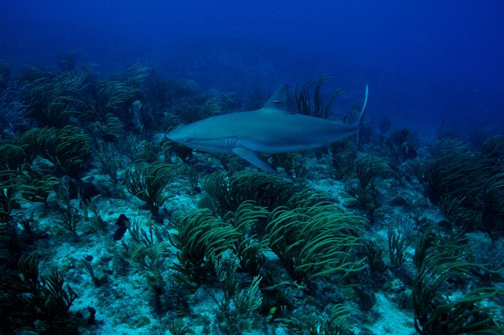 SXM aout 2008_02.jpg